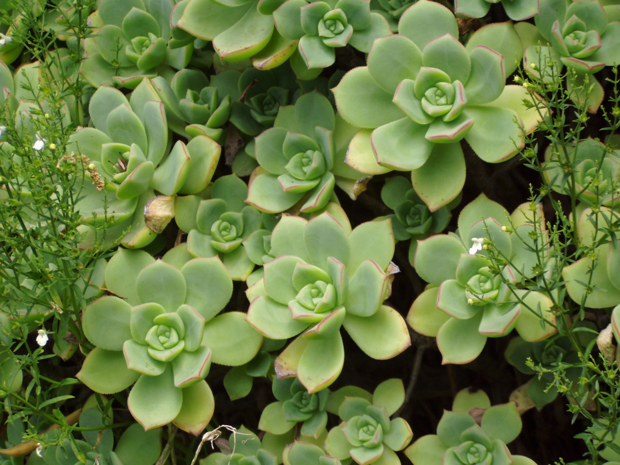 Aeonium%20%20haworthii.JPG