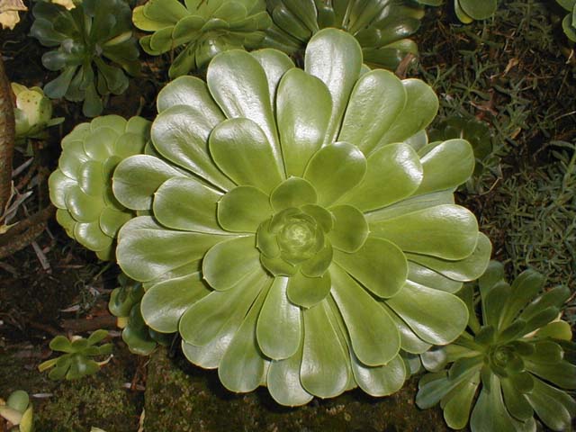 aeonium%20arboreum.jpg