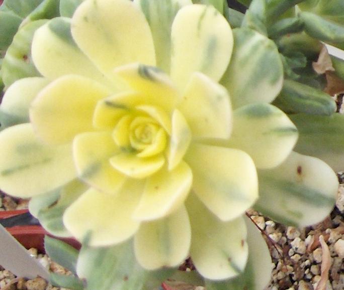 Aeonium%20decorum%20variegata%20acercamiento.JPG