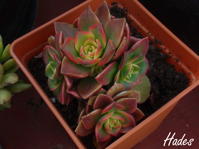 aeonium%2520kiwi.jpg