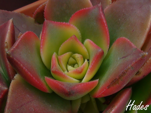 aeonium%2520kiwi2.jpg
