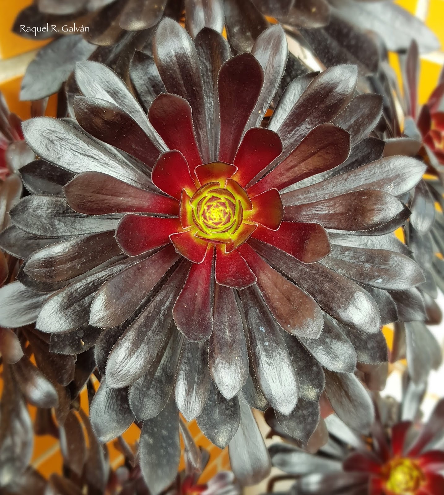 Aeonium%2Bme%2Blo%2Bcomo.jpg
