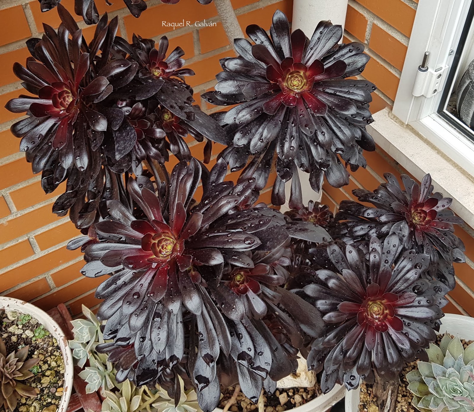 Aeonium%2Bnigrum%2Blluvia.jpg
