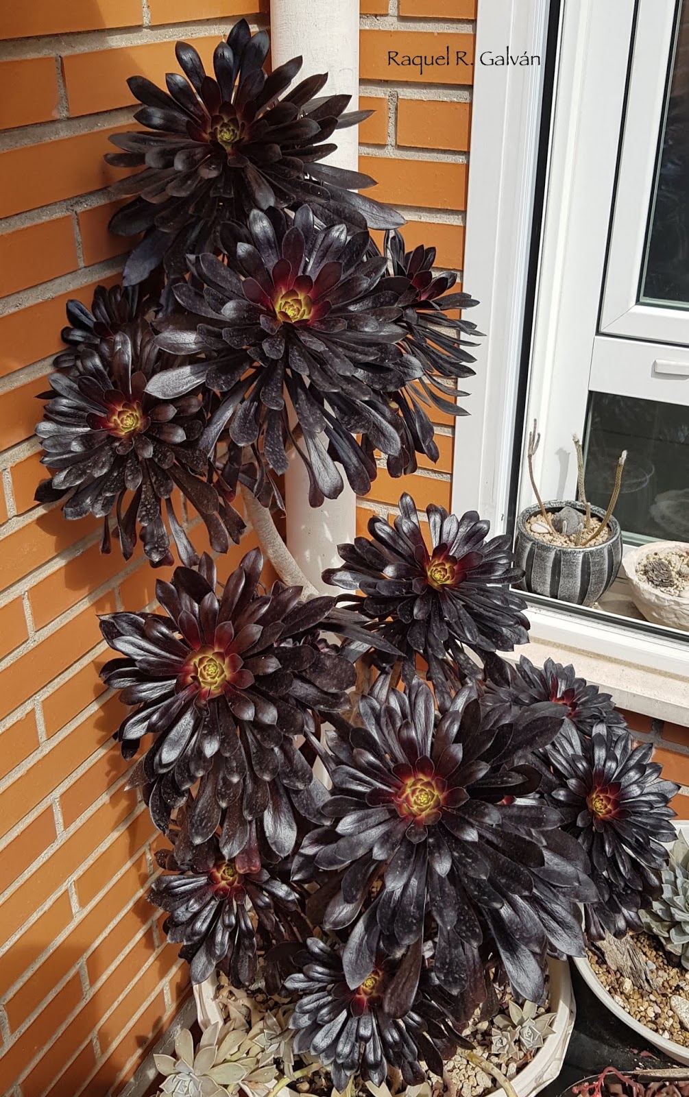 Aeonium%2Bnigrum%2Bsol%2By%2Bsombra.jpg