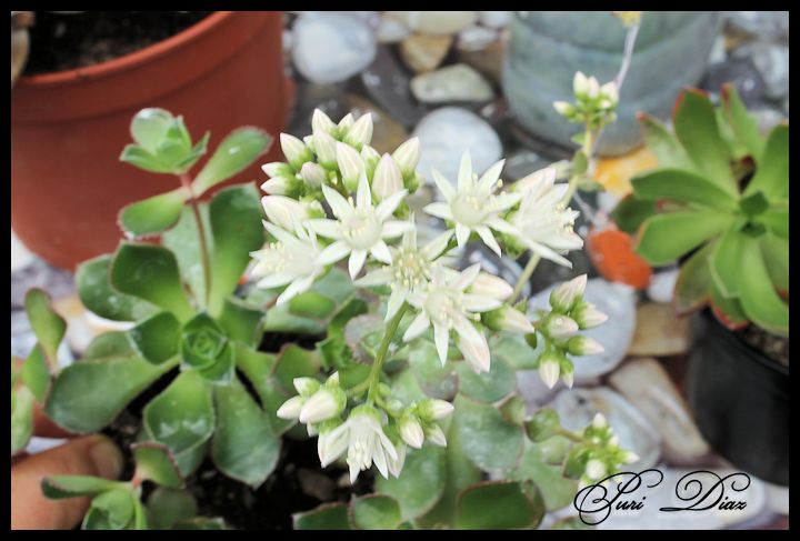 aeonium+desconocido+2+canon+eos+1100+d+21+mayo+2012+(2).JPG