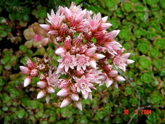 Aeonium DSC02450.JPG