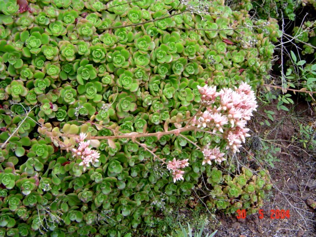 Aeonium DSC02452.JPG
