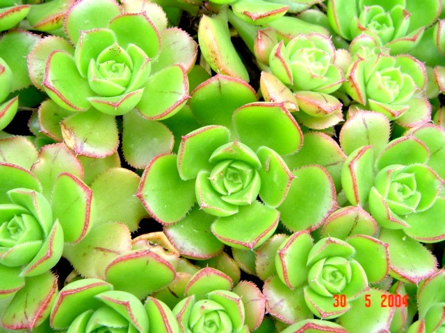 Aeonium DSC02454.JPG