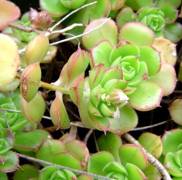 Aeonium DSC024580.JPG