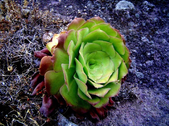 Aeonium DSC02584_023.jpg