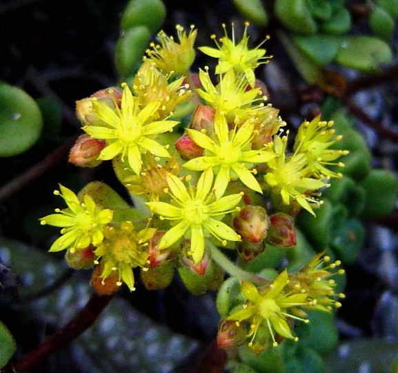 Aeonium-(Gomerata)-31-7-0489.jpg