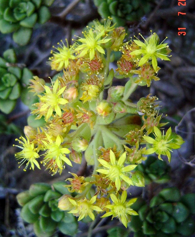 Aeonium (Gomerata) DSC025690.JPG