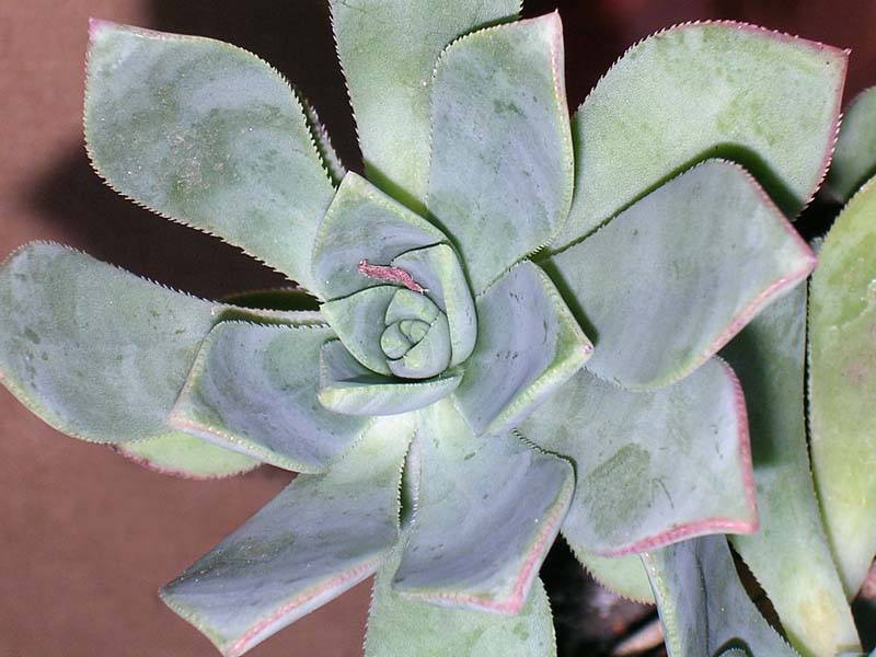 Aeonium-gomerense-liho2004.jpg