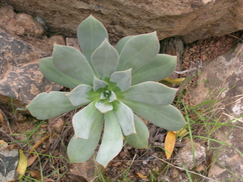 aeonium.JPG