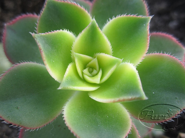 aeonium.jpg