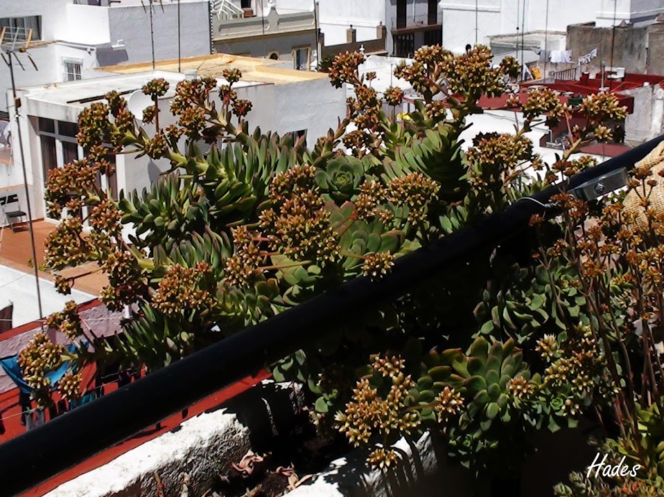 aeonium.jpg