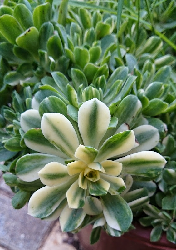 aeonium.jpg
