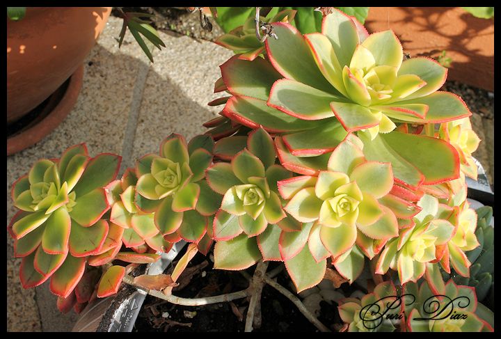 aeonium+kiwi+canon+eos+1100+d+junio+2012.JPG