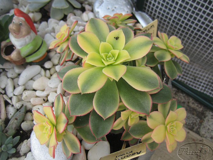 aeonium+kiwi.JPG