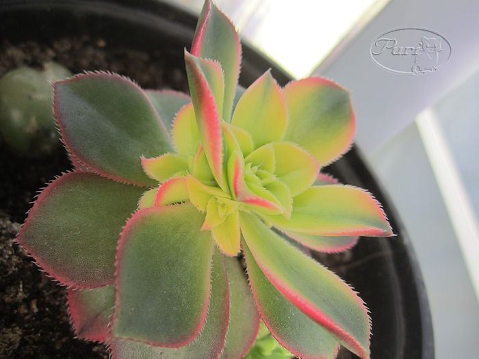 aeonium+kiwi.jpg