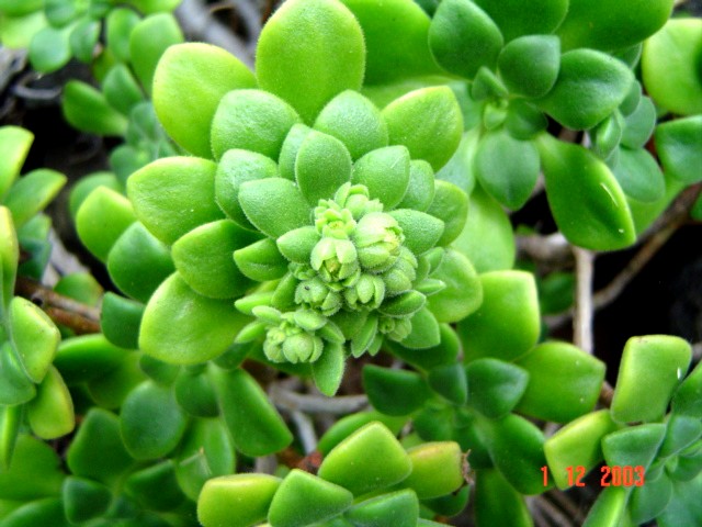 Aeonium lindleyi_02.jpg