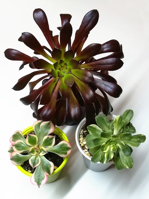 aeonium-mix-3.jpg