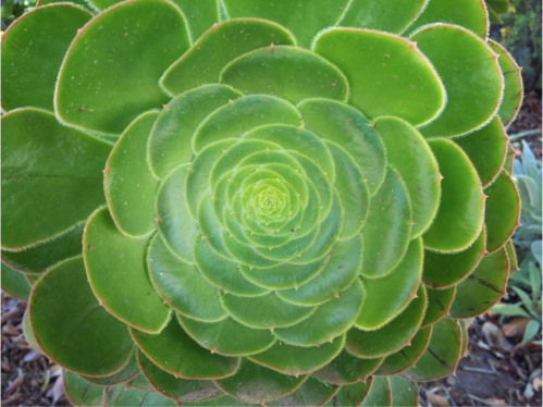 aeonium.png