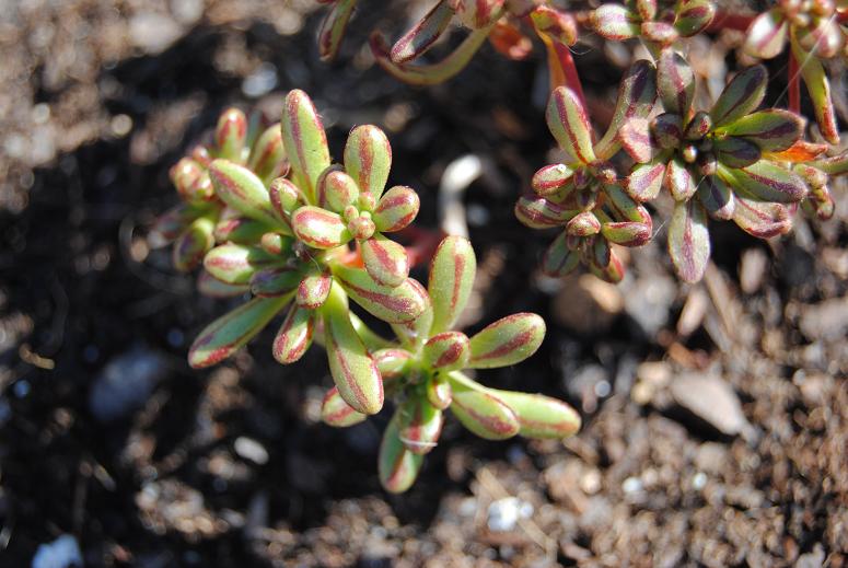 aeonium+sedifolium.JPG