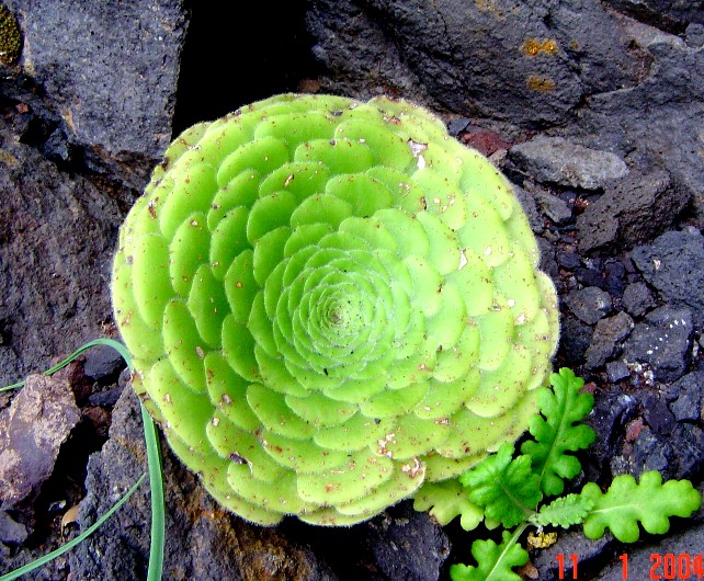 Aeonium T 1811.jpg