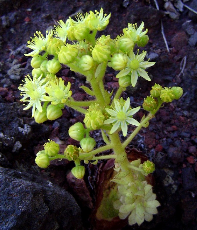 Aeonium T DSC026078.JPG