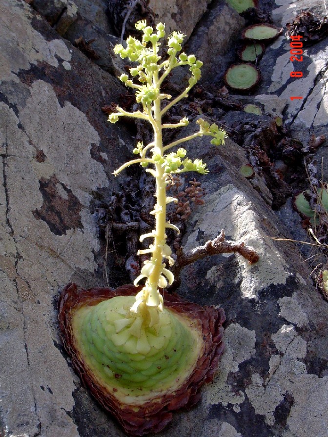 Aeonium T DSC026111.JPG