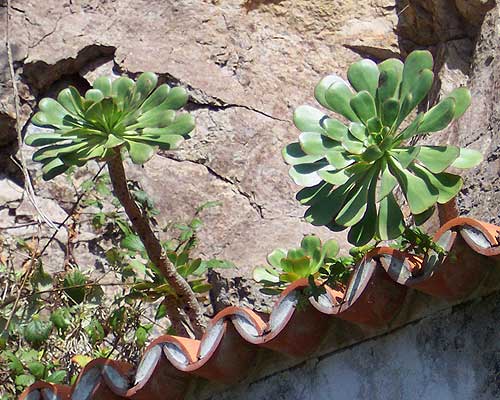 aeonium-urbicum-3.jpg