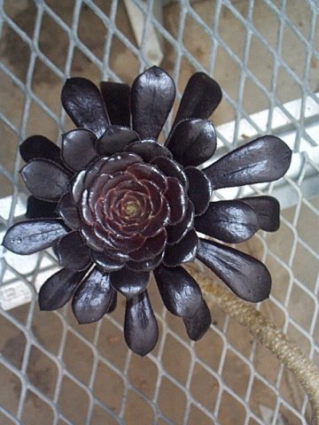 aeonium1.jpg