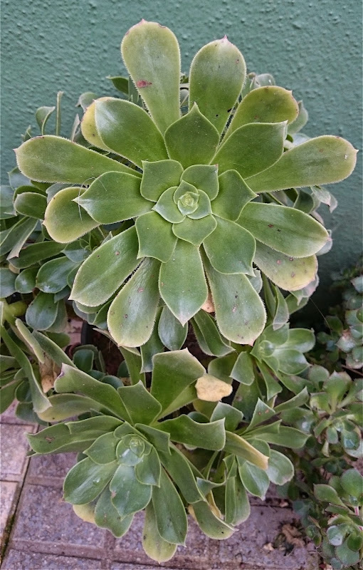 aeonium1.jpg