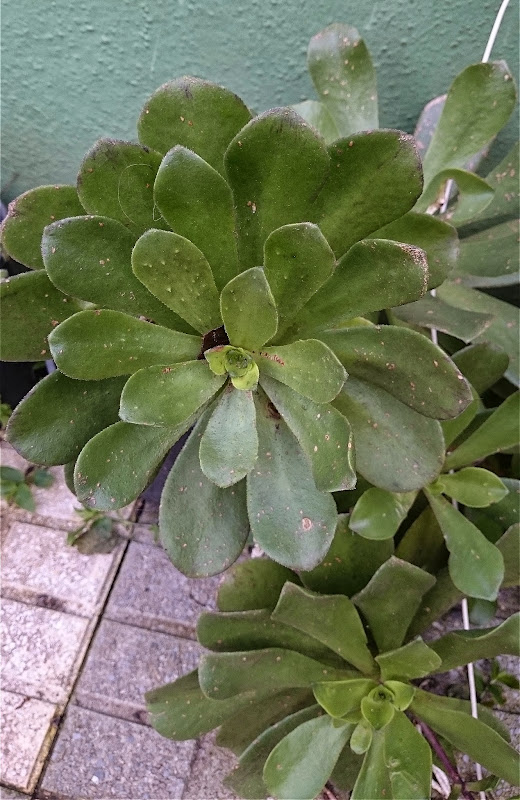 aeonium2.jpg