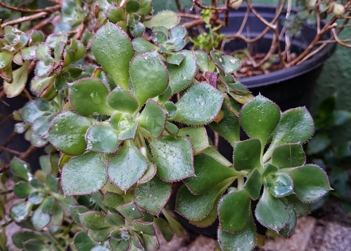 aeonium3.jpg