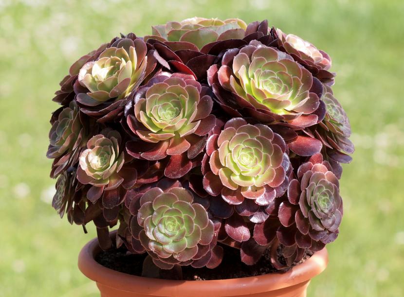 aeonium_arboreum_atropurpureum.jpg