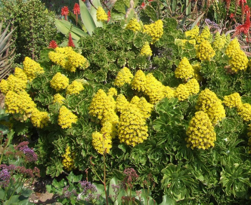 aeonium_arboreum_encinitas.jpg