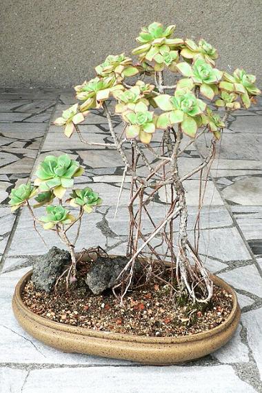 Aeonium_haworthii.jpg