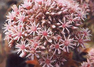 aeonium_lancerottense2.jpg