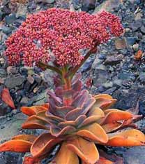 aeonium_nobile-01.jpg