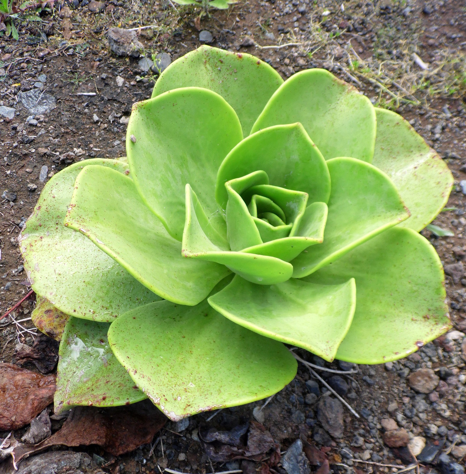 Aeonium_nobile_kz1.JPG