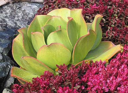 Aeonium_nobile_new.jpg