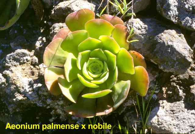 Aeonium_palm_x_nob.jpg