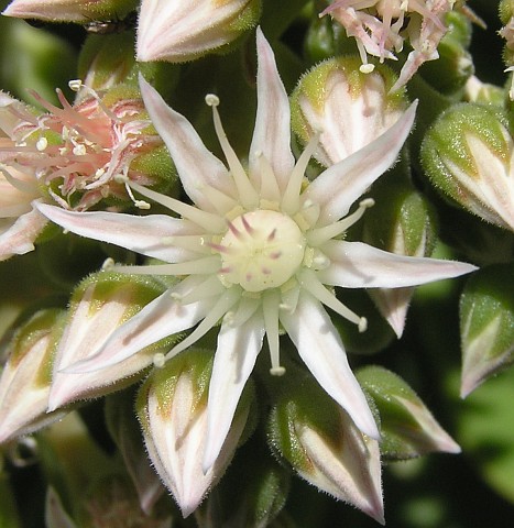aeonium_pseudourbicum3.jpg