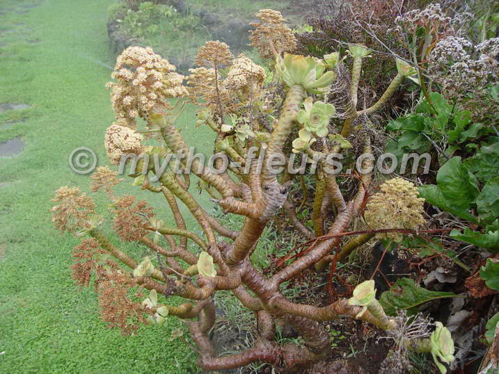 aeonium_rubrolineatum_2_las_palmas_jb-g-cana.jpg