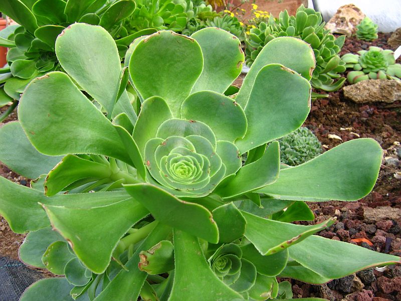 Aeonium_undulatum.jpg