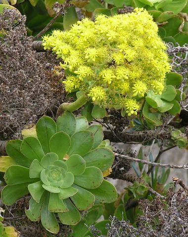 aeonium_vestitum2.jpg