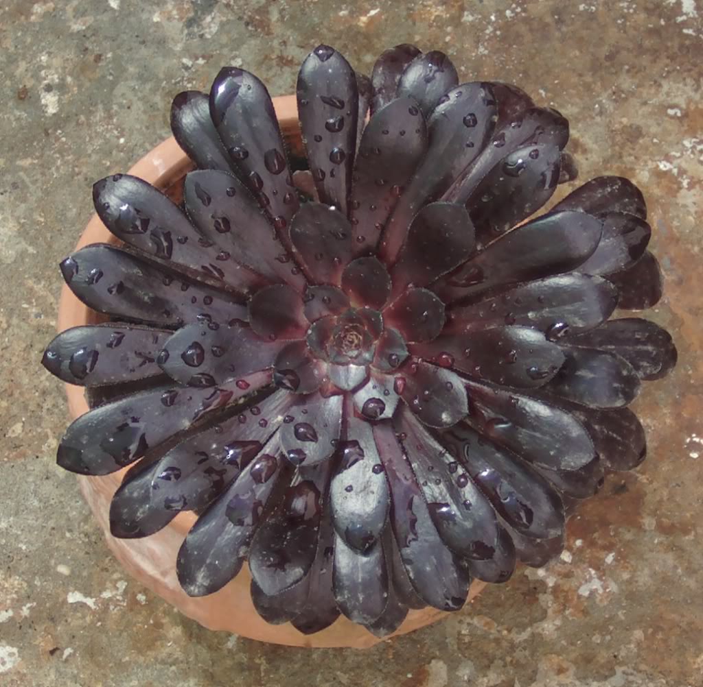 aeoniumagua1.jpg