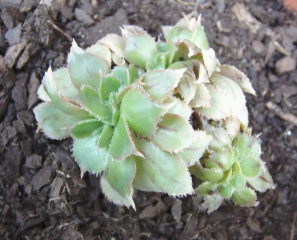 aeoniumcrestadotraslluvia.jpg